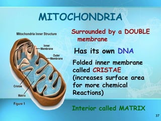 37
MITOCHONDRIA
Surrounded by a DOUBLE
membrane
Folded inner membrane
called CRISTAE
(increases surface area
for more chemical
Reactions)
Has its own DNA
Interior called MATRIX
 