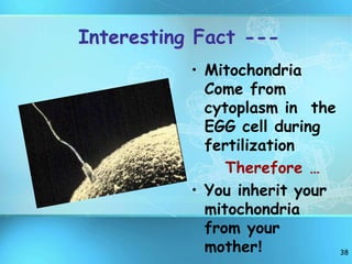38
Interesting Fact ---
• Mitochondria
Come from
cytoplasm in the
EGG cell during
fertilization
Therefore …
• You inherit your
mitochondria
from your
mother!
 