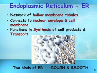 39
Endoplasmic Reticulum - ER
Two kinds of ER ---ROUGH & SMOOTH
• Network of hollow membrane tubules
• Connects to nuclear envelope & cell
membrane
• Functions in Synthesis of cell products &
Transport
 