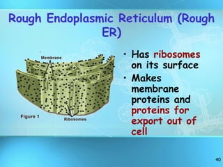 40
Rough Endoplasmic Reticulum (Rough
ER)
• Has ribosomes
on its surface
• Makes
membrane
proteins and
proteins for
export out of
cell
 