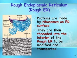 41
Rough Endoplasmic Reticulum
(Rough ER)
• Proteins are made
by ribosomes on ER
surface
• They are then
threaded into the
interior of the
Rough ER to be
modified and
transported
 