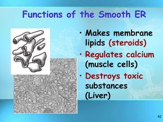 42
Functions of the Smooth ER
• Makes membrane
lipids (steroids)
• Regulates calcium
(muscle cells)
• Destroys toxic
substances
(Liver)
 