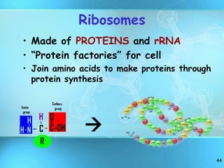 44
Ribosomes
• Made of PROTEINS and rRNA
• “Protein factories” for cell
• Join amino acids to make proteins through
protein synthesis

 
