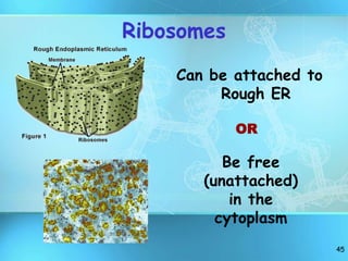 45
Ribosomes
Can be attached to
Rough ER
OR
Be free
(unattached)
in the
cytoplasm
 