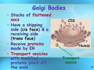46
Golgi Bodies
• Stacks of flattened
sacs
• Have a shipping
side (cis face) & a
receiving side
(trans face)
• Receive proteins
made by ER
• Transport vesicles
with modified
proteins pinch off
the ends
Transport
vesicle
CIS
TRANS
 