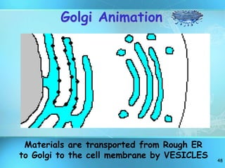 48
Golgi Animation
Materials are transported from Rough ER
to Golgi to the cell membrane by VESICLES
 