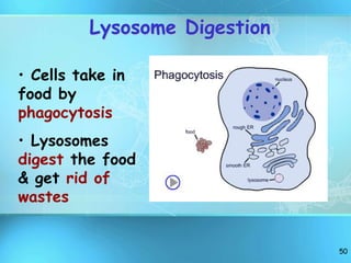 50
Lysosome Digestion
• Cells take in
food by
phagocytosis
• Lysosomes
digest the food
& get rid of
wastes
 