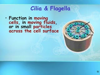 51
Cilia & Flagella
• Function in moving
cells, in moving fluids,
or in small particles
across the cell surface
 