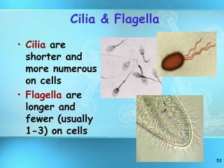 52
Cilia & Flagella
• Cilia are
shorter and
more numerous
on cells
• Flagella are
longer and
fewer (usually
1-3) on cells
 