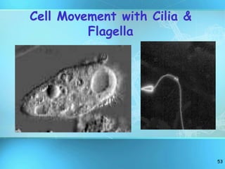 53
Cell Movement with Cilia &
Flagella
 