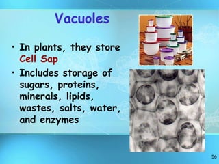 56
Vacuoles
• In plants, they store
Cell Sap
• Includes storage of
sugars, proteins,
minerals, lipids,
wastes, salts, water,
and enzymes
 