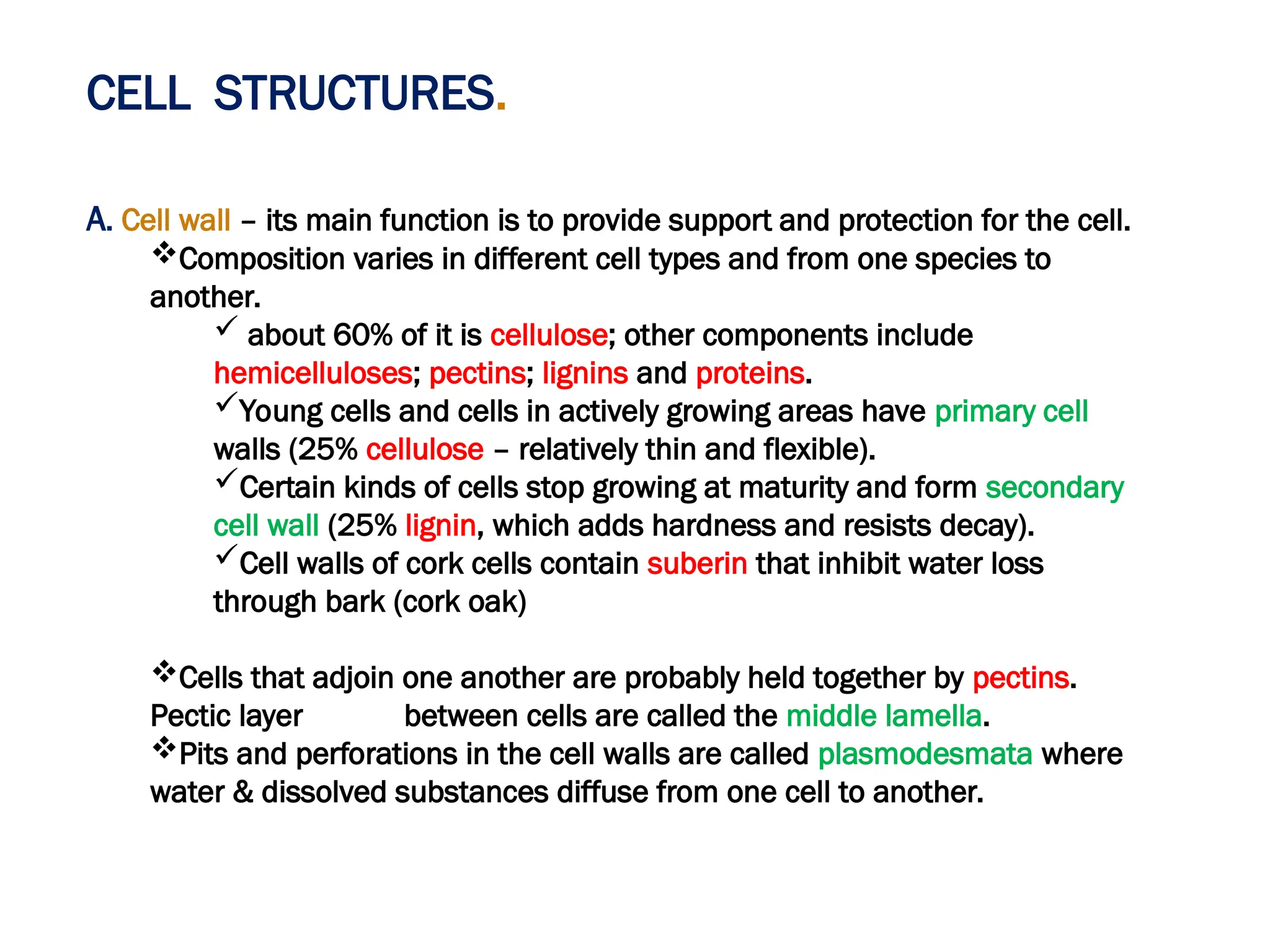 CELL STRUCTURES.
A. Cell wall – its main function is to provide support and protection for the cell.
Composition varies in different cell types and from one species to
another.
 about 60% of it is cellulose; other components include
hemicelluloses; pectins; lignins and proteins.
Young cells and cells in actively growing areas have primary cell
walls (25% cellulose – relatively thin and flexible).
Certain kinds of cells stop growing at maturity and form secondary
cell wall (25% lignin, which adds hardness and resists decay).
Cell walls of cork cells contain suberin that inhibit water loss
through bark (cork oak)
Cells that adjoin one another are probably held together by pectins.
Pectic layer between cells are called the middle lamella.
Pits and perforations in the cell walls are called plasmodesmata where
water & dissolved substances diffuse from one cell to another.
 
