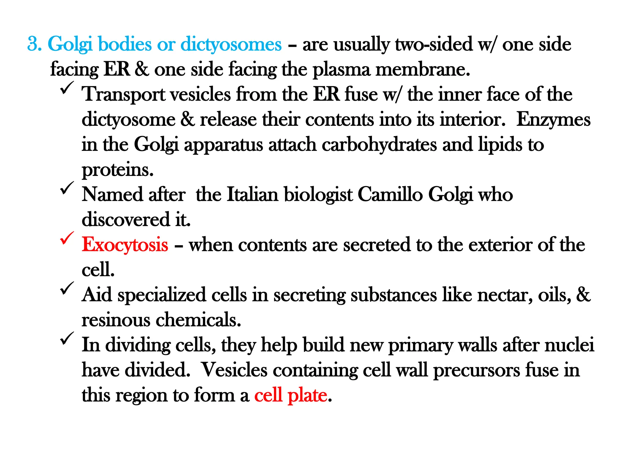 3. Golgi bodies or dictyosomes – are usually two-sided w/ one side
facing ER & one side facing the plasma membrane.
 Transport vesicles from the ER fuse w/ the inner face of the
dictyosome & release their contents into its interior. Enzymes
in the Golgi apparatus attach carbohydrates and lipids to
proteins.
 Named after the Italian biologist Camillo Golgi who
discovered it.
 Exocytosis – when contents are secreted to the exterior of the
cell.
 Aid specialized cells in secreting substances like nectar, oils, &
resinous chemicals.
 In dividing cells, they help build new primary walls after nuclei
have divided. Vesicles containing cell wall precursors fuse in
this region to form a cell plate.
 