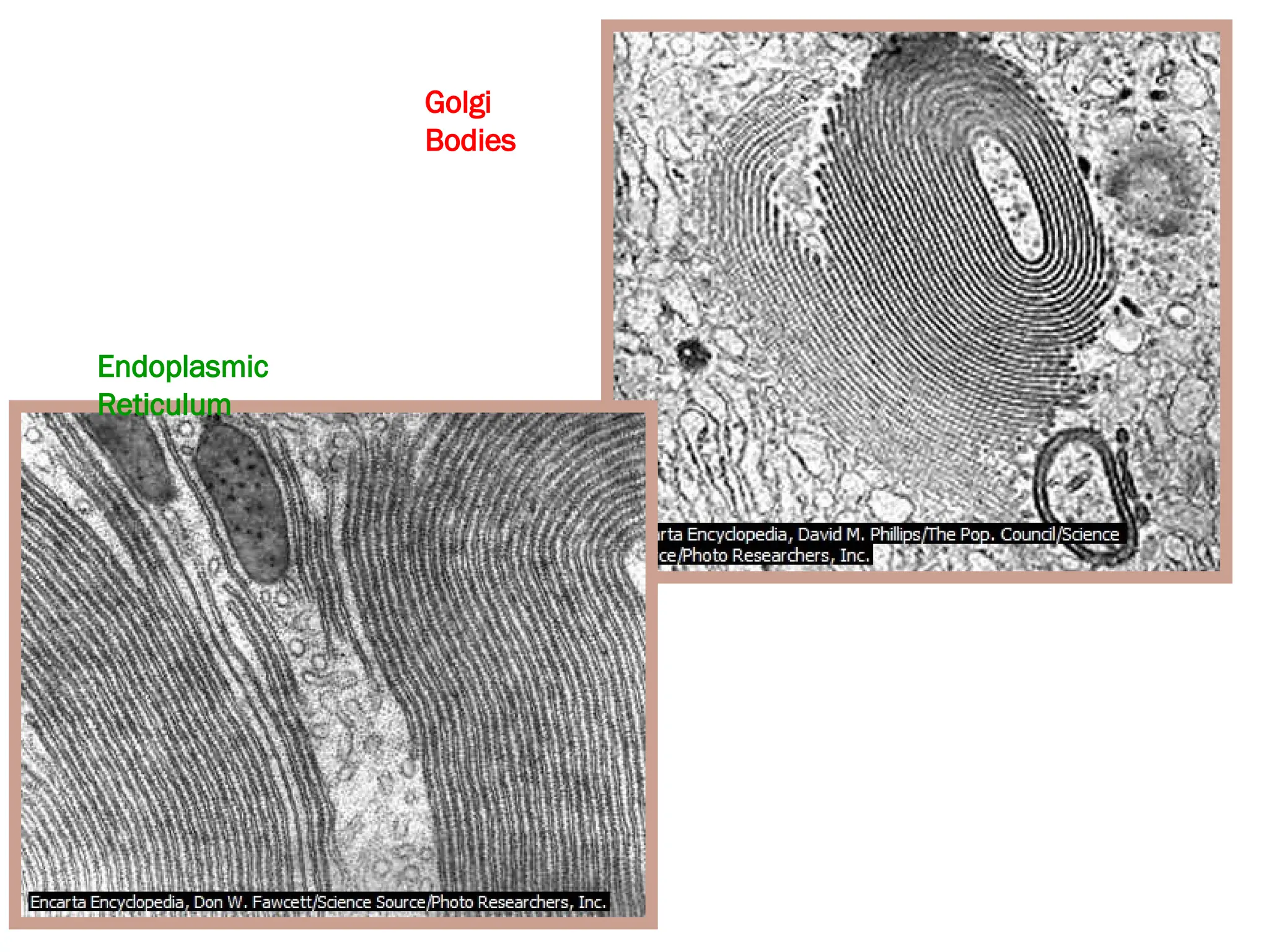 Endoplasmic
Reticulum
Golgi
Bodies
 