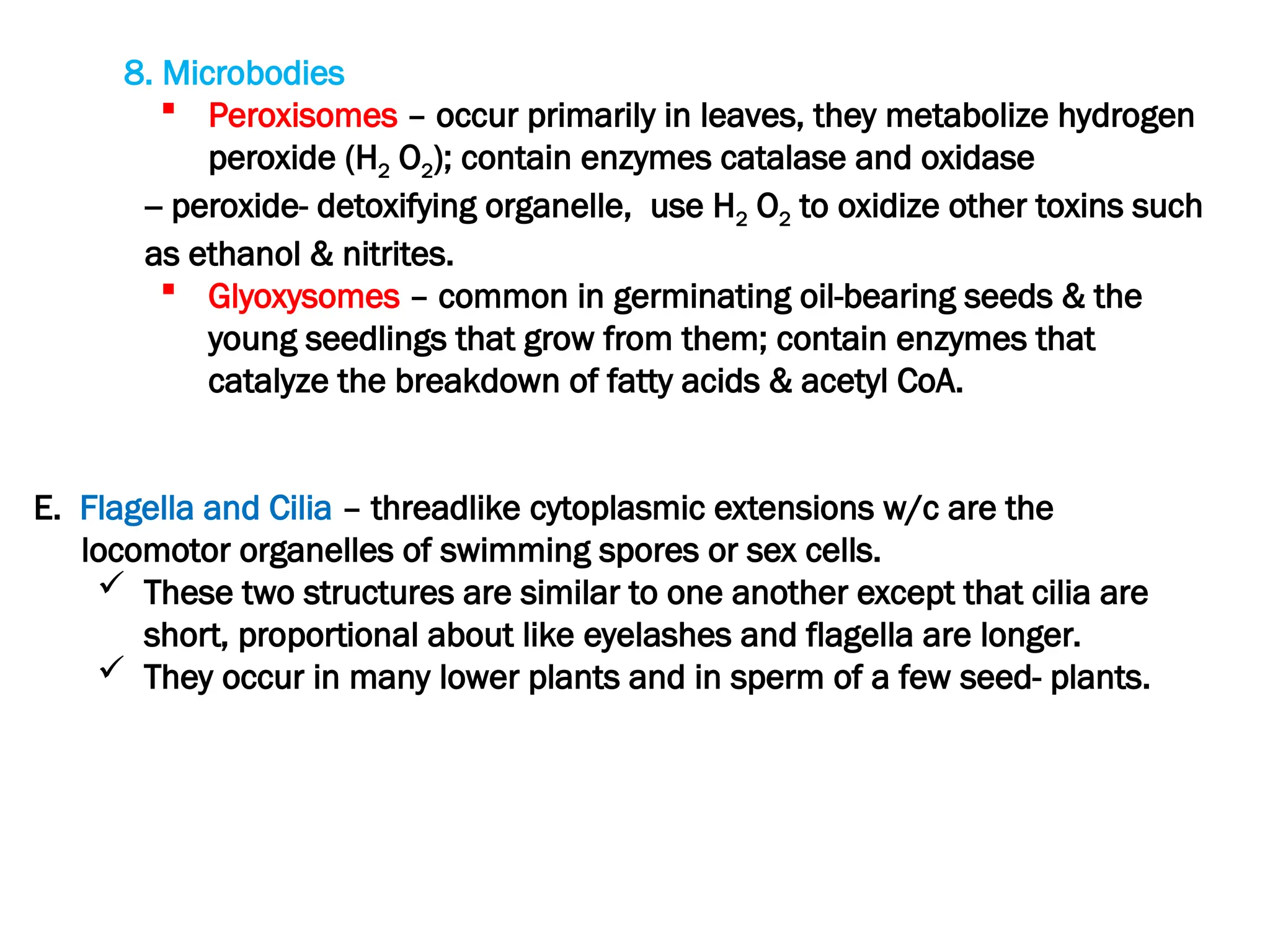 8. Microbodies
 Peroxisomes – occur primarily in leaves, they metabolize hydrogen
peroxide (H2 O2); contain enzymes catalase and oxidase
-- peroxide- detoxifying organelle, use H2 O2 to oxidize other toxins such
as ethanol & nitrites.
 Glyoxysomes – common in germinating oil-bearing seeds & the
young seedlings that grow from them; contain enzymes that
catalyze the breakdown of fatty acids & acetyl CoA.
E. Flagella and Cilia – threadlike cytoplasmic extensions w/c are the
locomotor organelles of swimming spores or sex cells.
 These two structures are similar to one another except that cilia are
short, proportional about like eyelashes and flagella are longer.
 They occur in many lower plants and in sperm of a few seed- plants.
 