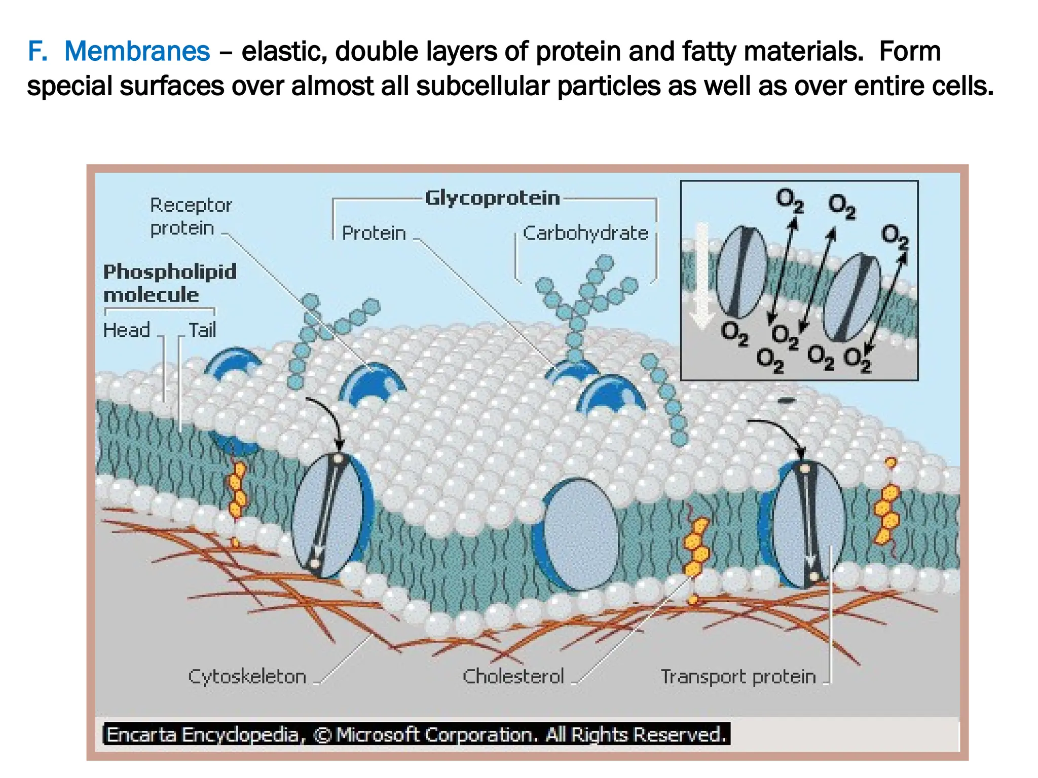F. Membranes – elastic, double layers of protein and fatty materials. Form
special surfaces over almost all subcellular particles as well as over entire cells.
 