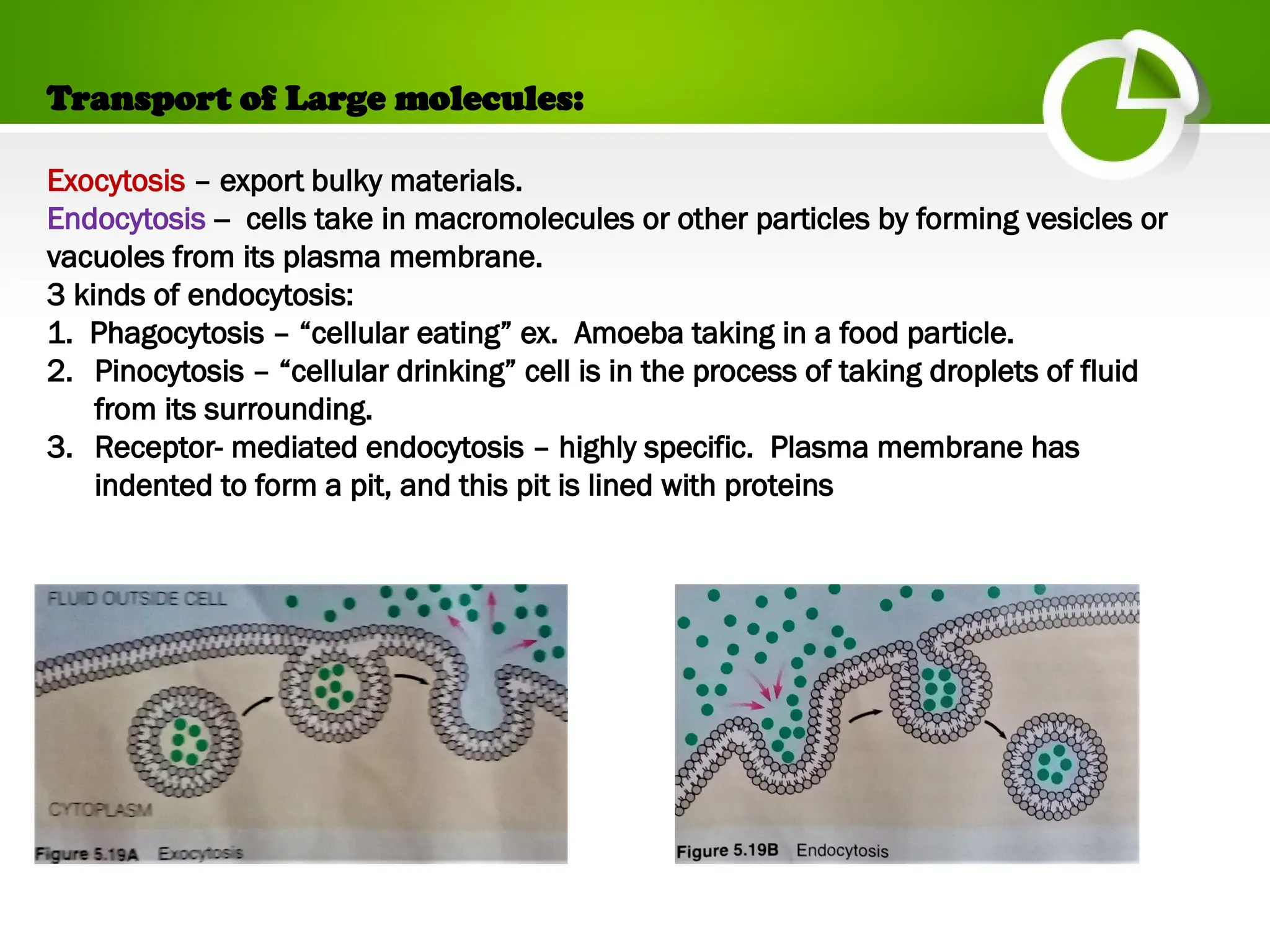 Transport of Large molecules:
Exocytosis – export bulky materials.
Endocytosis -- cells take in macromolecules or other particles by forming vesicles or
vacuoles from its plasma membrane.
3 kinds of endocytosis:
1. Phagocytosis – “cellular eating” ex. Amoeba taking in a food particle.
2. Pinocytosis – “cellular drinking” cell is in the process of taking droplets of fluid
from its surrounding.
3. Receptor- mediated endocytosis – highly specific. Plasma membrane has
indented to form a pit, and this pit is lined with proteins
 