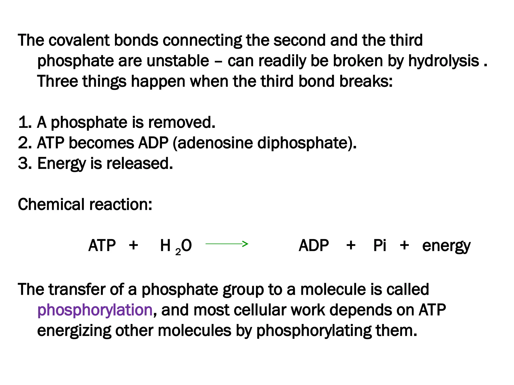 The covalent bonds connecting the second and the third
phosphate are unstable – can readily be broken by hydrolysis .
Three things happen when the third bond breaks:
1. A phosphate is removed.
2. ATP becomes ADP (adenosine diphosphate).
3. Energy is released.
Chemical reaction:
ATP + H 2O ADP + Pi + energy
The transfer of a phosphate group to a molecule is called
phosphorylation, and most cellular work depends on ATP
energizing other molecules by phosphorylating them.
 