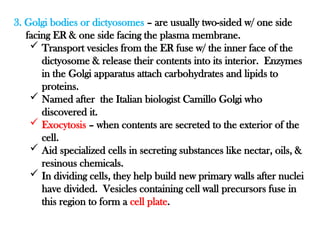 3. Golgi bodies or dictyosomes – are usually two-sided w/ one side
facing ER & one side facing the plasma membrane.
 Transport vesicles from the ER fuse w/ the inner face of the
dictyosome & release their contents into its interior. Enzymes
in the Golgi apparatus attach carbohydrates and lipids to
proteins.
 Named after the Italian biologist Camillo Golgi who
discovered it.
 Exocytosis – when contents are secreted to the exterior of the
cell.
 Aid specialized cells in secreting substances like nectar, oils, &
resinous chemicals.
 In dividing cells, they help build new primary walls after nuclei
have divided. Vesicles containing cell wall precursors fuse in
this region to form a cell plate.
 