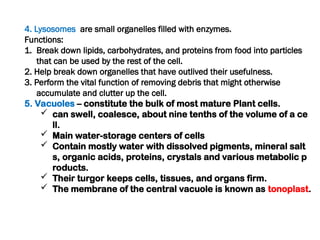 4. Lysosomes are small organelles filled with enzymes.
Functions:
1. Break down lipids, carbohydrates, and proteins from food into particles
that can be used by the rest of the cell.
2. Help break down organelles that have outlived their usefulness.
3. Perform the vital function of removing debris that might otherwise
accumulate and clutter up the cell.
5. Vacuoles – constitute the bulk of most mature Plant cells.
 can swell, coalesce, about nine tenths of the volume of a ce
ll.
 Main water-storage centers of cells
 Contain mostly water with dissolved pigments, mineral salt
s, organic acids, proteins, crystals and various metabolic p
roducts.
 Their turgor keeps cells, tissues, and organs firm.
 The membrane of the central vacuole is known as tonoplast.
 