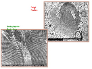 Endoplasmic
Reticulum
Golgi
Bodies
 