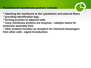 Functions of membrane proteins include:
attaching the membrane to the cytoskleton and external fibers
providing identification tags
forming junction to adjacent cells
many membrane proteins are enzymes - catalytic teams for
molecular assembly lines
other proteins function as receptors for chemical messengers
from other cells - signal transduction.
 