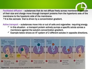 Facilitated diffusion – substances that do not diffuse freely across membranes because
of their size and charge move through transport proteins from the hypertonic side of the
membrane to the hypotonic side of the membrane.
It is like osmosis that is driven by a concentration gradient.
Active transport – substances move into or out of cells and organelles requiring energy.
 in this situation - a transport protein actively pumps a specific solute across a
membrane against the solute's concentration gradient.
 Example below shows an AT system of 2 different solutes in opposite directions.
 