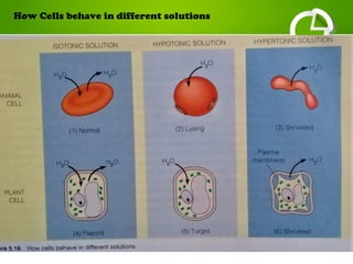 How Cells behave in different solutions
 