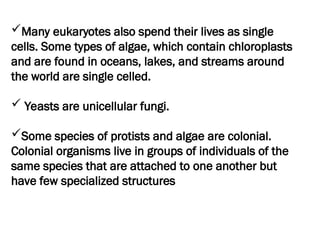 Many eukaryotes also spend their lives as single
cells. Some types of algae, which contain chloroplasts
and are found in oceans, lakes, and streams around
the world are single celled.
 Yeasts are unicellular fungi.
Some species of protists and algae are colonial.
Colonial organisms live in groups of individuals of the
same species that are attached to one another but
have few specialized structures
 