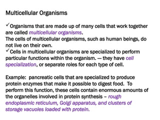 Multicellular Organisms
Organisms that are made up of many cells that work together
are called multicellular organisms.
The cells of multicellular organisms, such as human beings, do
not live on their own.
Cells in multicellular organisms are specialized to perform
particular functions within the organism. --- they have cell
specialization, or separate roles for each type of cell.
Example: pancreatic cells that are specialized to produce
protein enzymes that make it possible to digest food. To
perform this function, these cells contain enormous amounts of
the organelles involved in protein synthesis – rough
endoplasmic reticulum, Golgi apparatus, and clusters of
storage vacuoles loaded with protein.
 