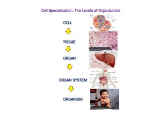 Cell Specialization: The Levels of Organization
CELL
TISSUE
ORGAN
ORGAN SYSTEM
ORGANISM
 