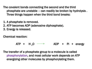 The covalent bonds connecting the second and the third
phosphate are unstable – can readily be broken by hydrolysis .
Three things happen when the third bond breaks:
1. A phosphate is removed.
2. ATP becomes ADP (adenosine diphosphate).
3. Energy is released.
Chemical reaction:
ATP + H 2O ADP + Pi + energy
The transfer of a phosphate group to a molecule is called
phosphorylation, and most cellular work depends on ATP
energizing other molecules by phosphorylating them.
 