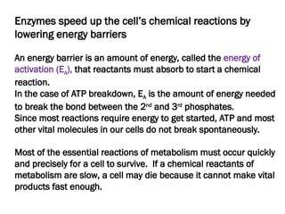 Enzymes speed up the cell’s chemical reactions by
lowering energy barriers
An energy barrier is an amount of energy, called the energy of
activation (EA), that reactants must absorb to start a chemical
reaction.
In the case of ATP breakdown, EA is the amount of energy needed
to break the bond between the 2nd
and 3rd
phosphates.
Since most reactions require energy to get started, ATP and most
other vital molecules in our cells do not break spontaneously.
Most of the essential reactions of metabolism must occur quickly
and precisely for a cell to survive. If a chemical reactants of
metabolism are slow, a cell may die because it cannot make vital
products fast enough.
 