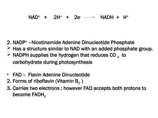 NAD+
+ 2H+
+ 2e-
NADH + H+
2. NADP+
–Nicotinamide Adenine Dinucleotide Phosphate
 Has a structure similar to NAD with an added phosphate group.
 NADPH supplies the hydrogen that reduces CO 2 to
carbohydrate during photosynthesis
• FAD -- Flavin Adenine Dinucleotide
2. Forms of riboflavin (Vitamin B2 )
3. Carries two electrons ; however FAD accepts both protons to
become FADH2
 