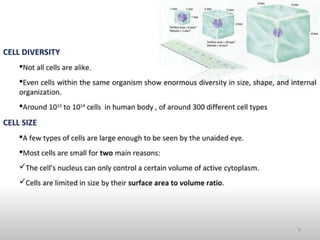 Cell Structure.pptx on cell organeles am | PPTX