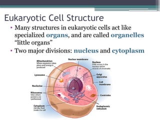 Cell Structure and Organelles Slides PPT | PPTX