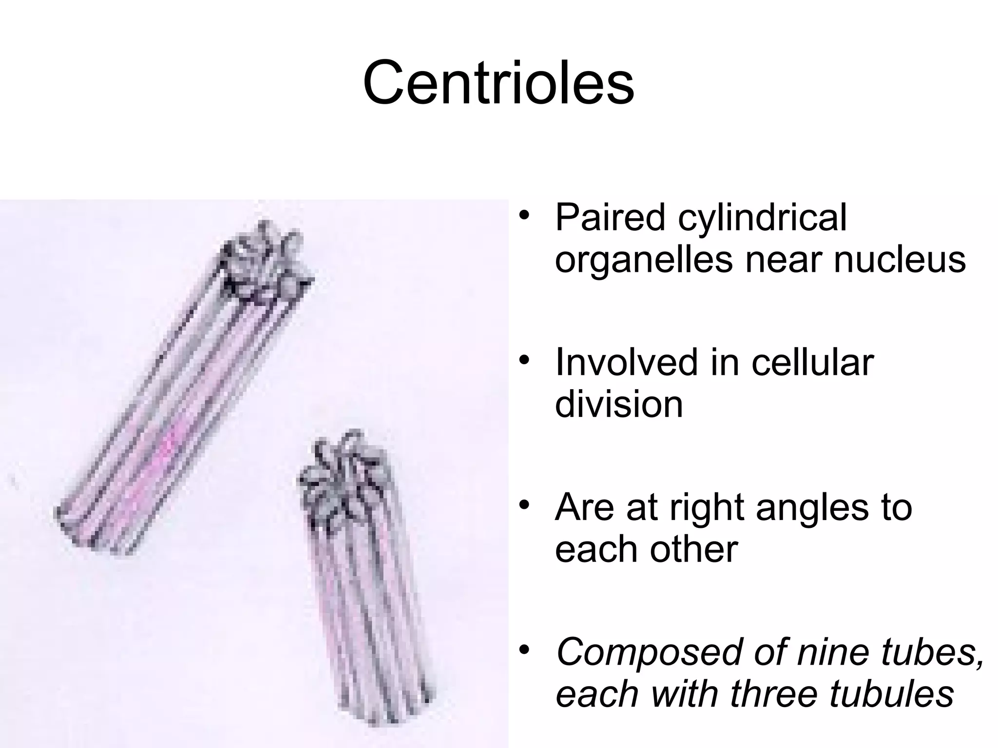 Centrioles
• Paired cylindrical
organelles near nucleus
• Involved in cellular
division
• Are at right angles to
each other
• Composed of nine tubes,
each with three tubules

 