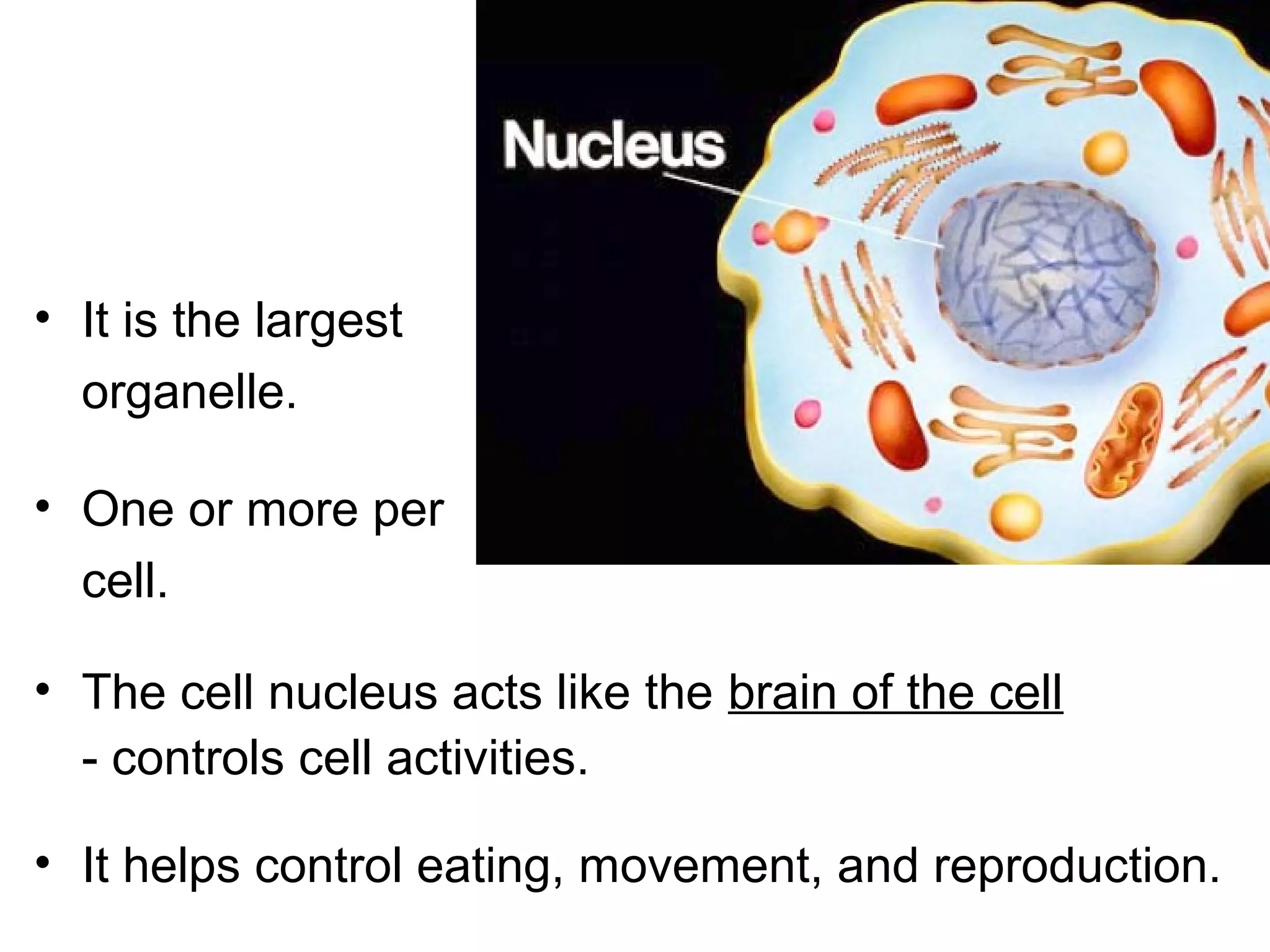 Nucleus
• It is the largest
organelle.
• One or more per
cell.
• The cell nucleus acts like the brain of the cell
- controls cell activities.
• It helps control eating, movement, and reproduction.

 