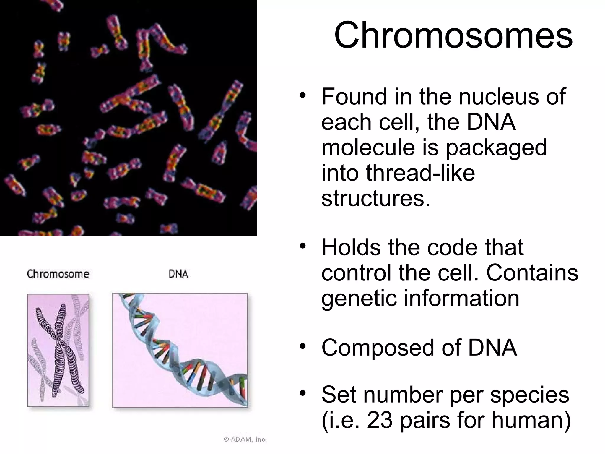 Chromosomes
• Found in the nucleus of
each cell, the DNA
molecule is packaged
into thread-like
structures.
• Holds the code that
control the cell. Contains
genetic information
• Composed of DNA
• Set number per species
(i.e. 23 pairs for human)

 