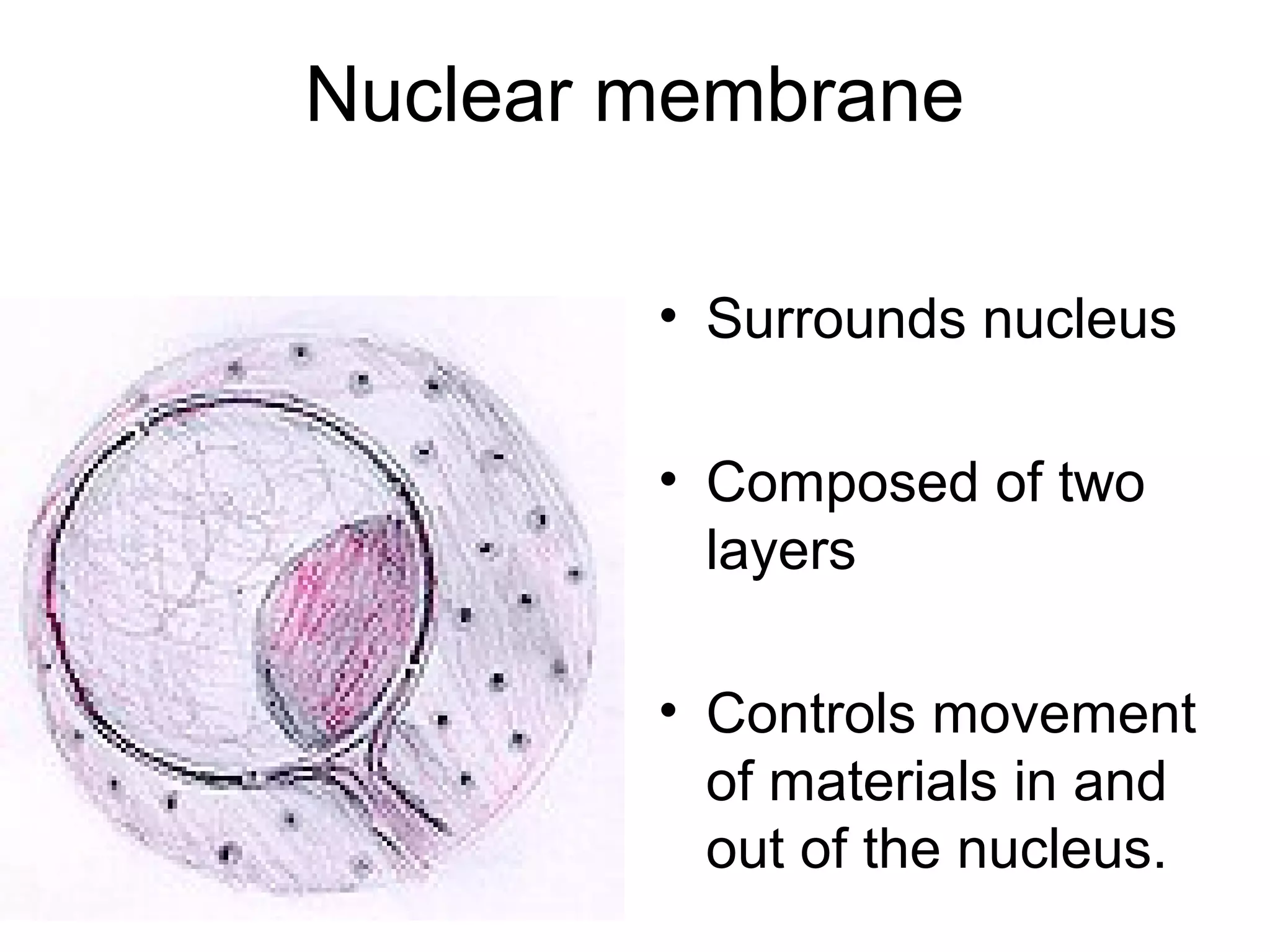 Nuclear membrane
• Surrounds nucleus
• Composed of two
layers
• Controls movement
of materials in and
out of the nucleus.

 