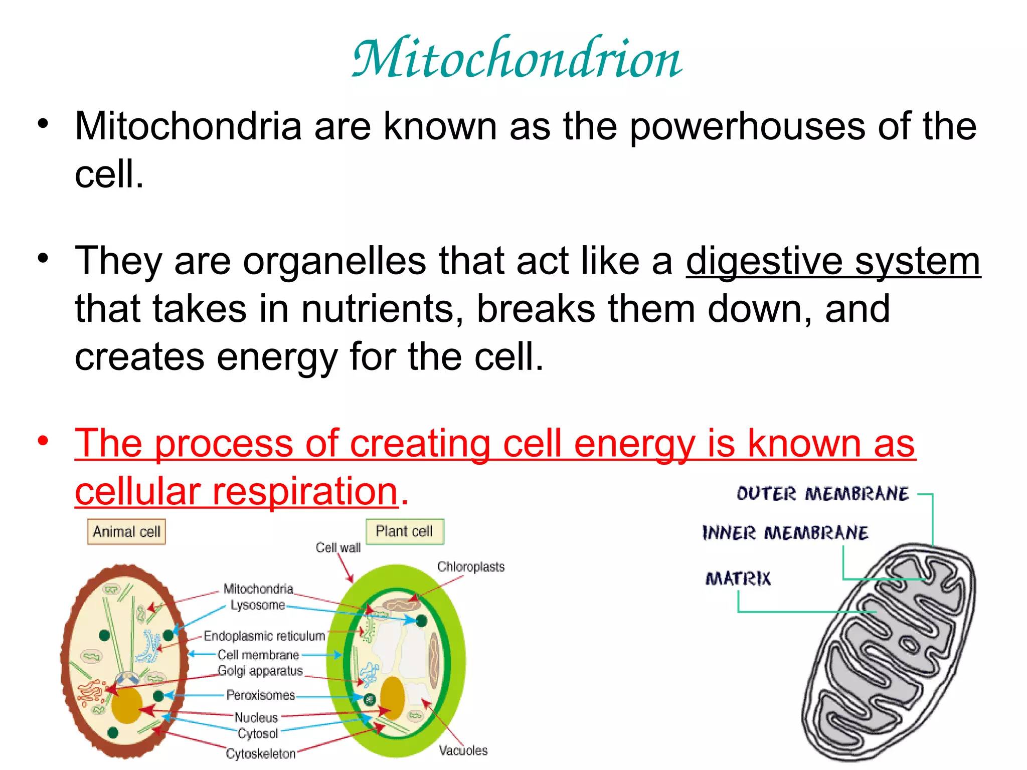 Mitochondrion
• Mitochondria are known as the powerhouses of the
cell.
• They are organelles that act like a digestive system
that takes in nutrients, breaks them down, and
creates energy for the cell.
• The process of creating cell energy is known as
cellular respiration.

 