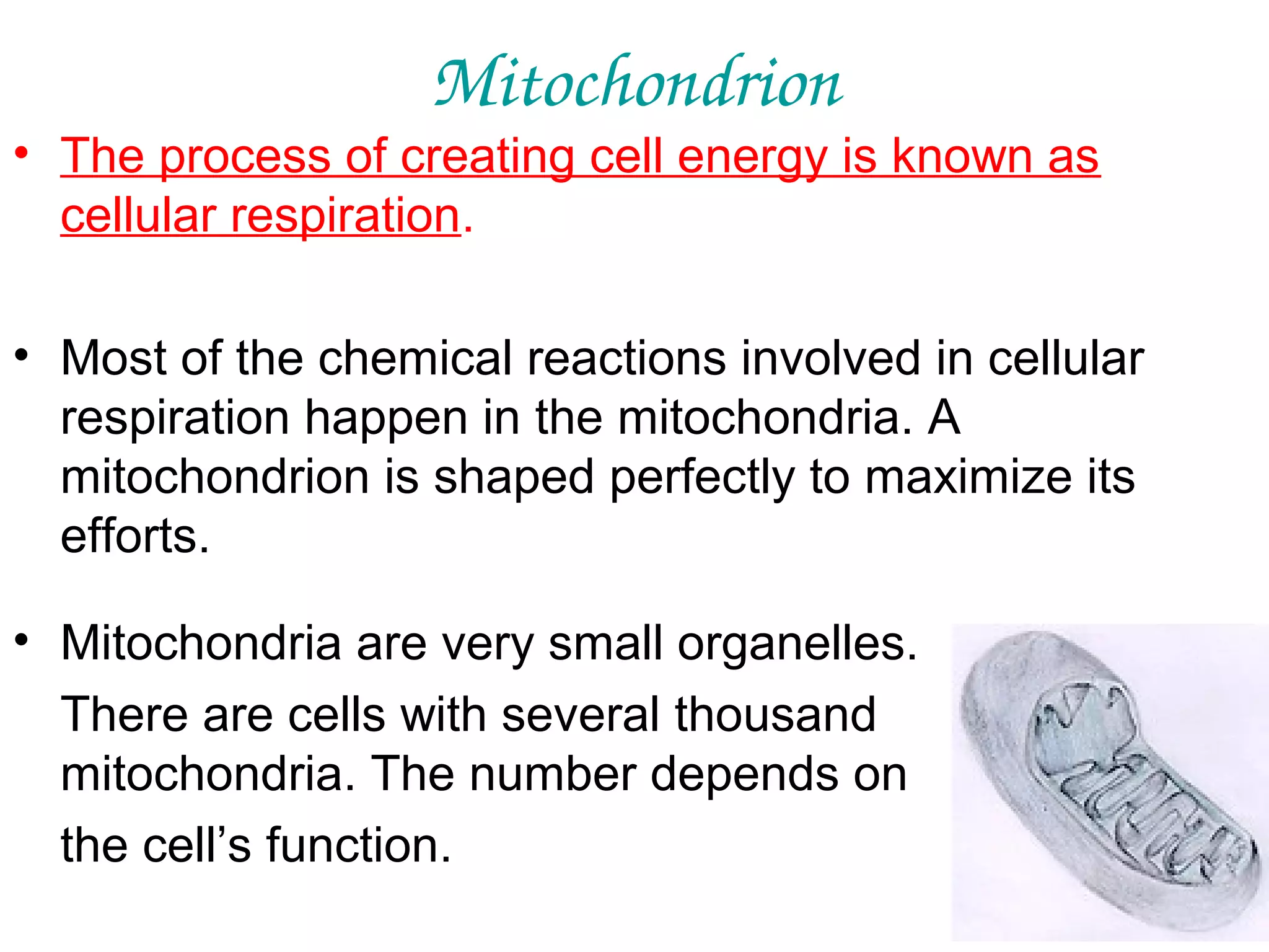 Mitochondrion

• The process of creating cell energy is known as
cellular respiration.
• Most of the chemical reactions involved in cellular
respiration happen in the mitochondria. A
mitochondrion is shaped perfectly to maximize its
efforts.
• Mitochondria are very small organelles.
There are cells with several thousand
mitochondria. The number depends on
the cell’s function.

 