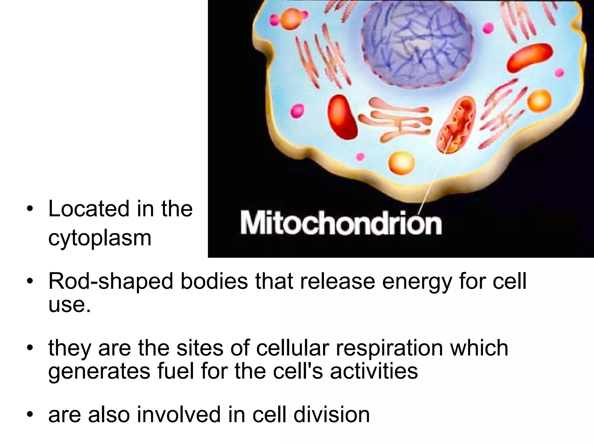 • Located in the
cytoplasm
• Rod-shaped bodies that release energy for cell
use.
• they are the sites of cellular respiration which
generates fuel for the cell's activities
• are also involved in cell division

 