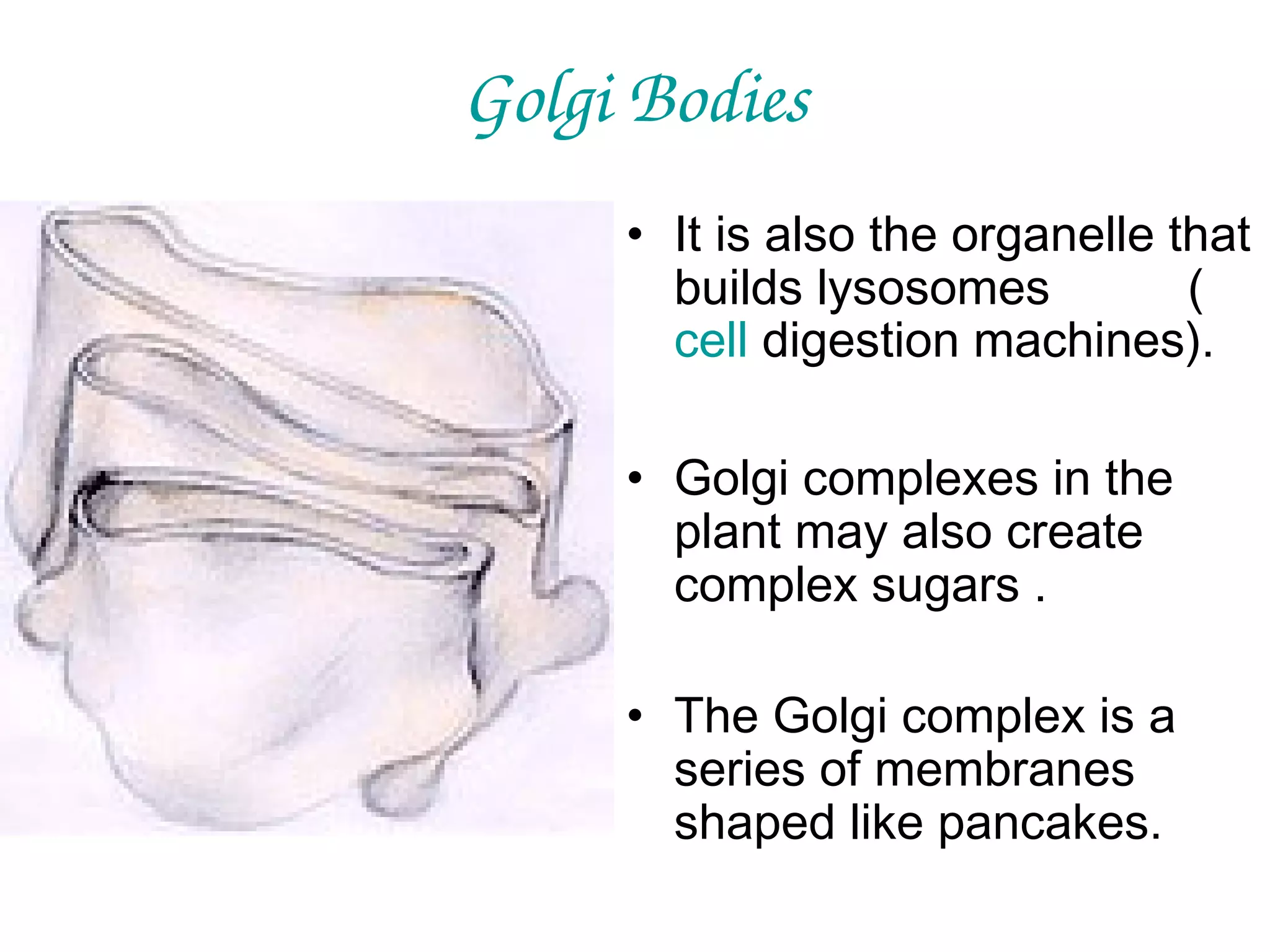Golgi Bodies
• It is also the organelle that
builds lysosomes
(
cell digestion machines).
• Golgi complexes in the
plant may also create
complex sugars .
• The Golgi complex is a
series of membranes
shaped like pancakes.

 