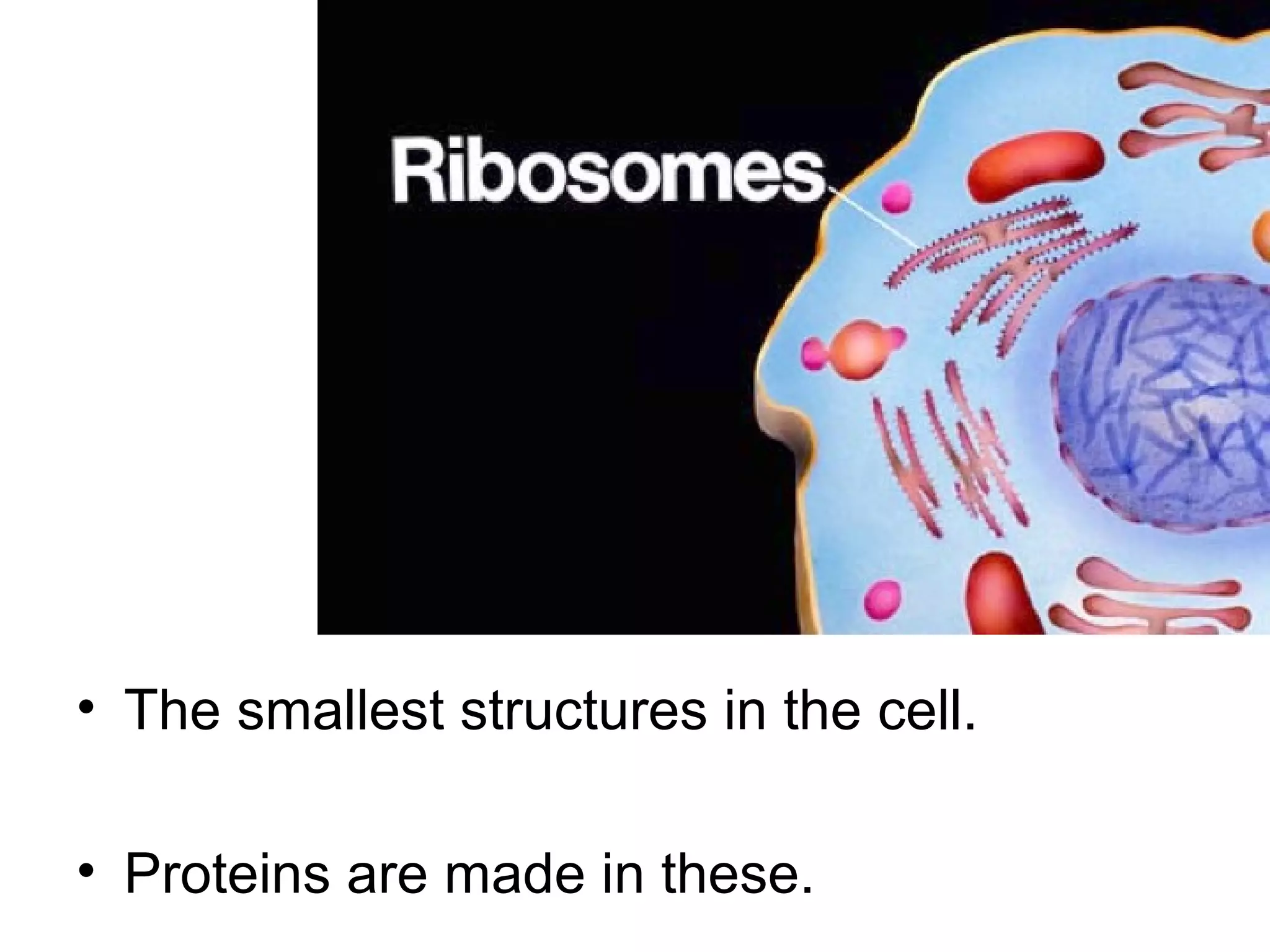 Ribosomes

• The smallest structures in the cell.
• Proteins are made in these.

 