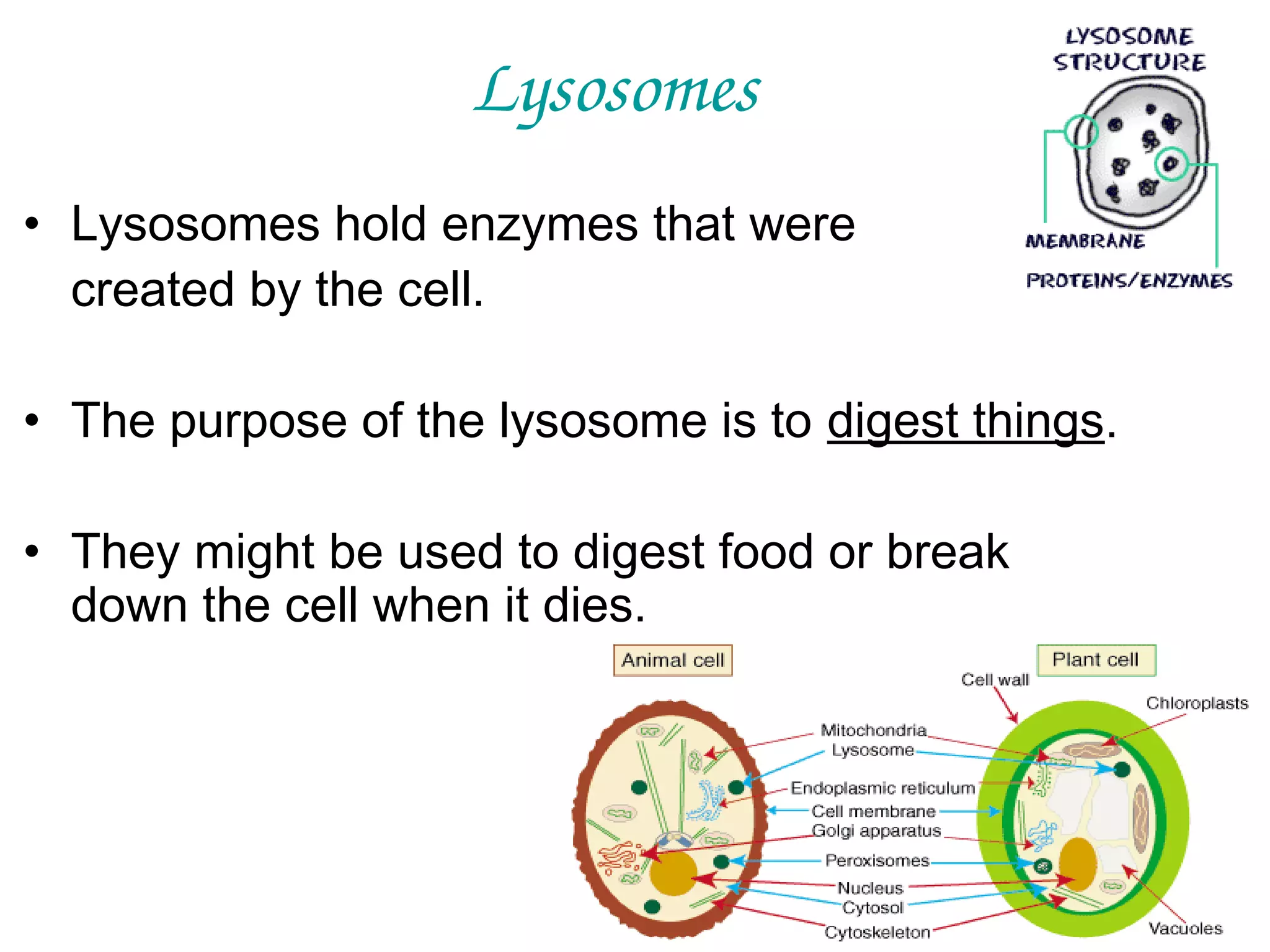Lysosomes
• Lysosomes hold enzymes that were
created by the cell.
• The purpose of the lysosome is to digest things.
• They might be used to digest food or break
down the cell when it dies.

 