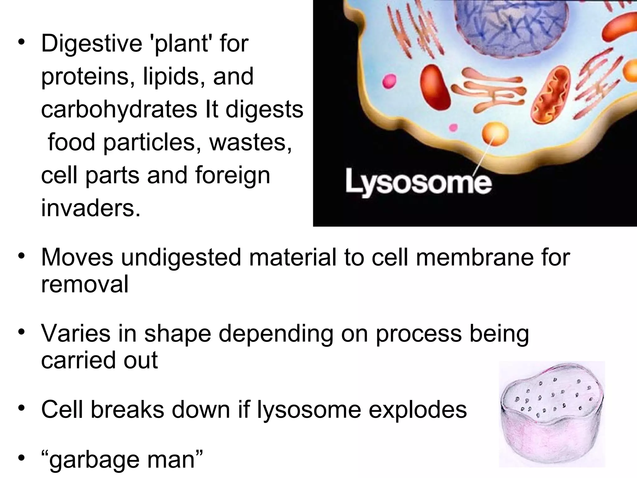 • Digestive 'plant' for
proteins, lipids, and
carbohydrates It digests
food particles, wastes,
cell parts and foreign
invaders.

Lysosome

• Moves undigested material to cell membrane for
removal
• Varies in shape depending on process being
carried out
• Cell breaks down if lysosome explodes
• “garbage man”

 