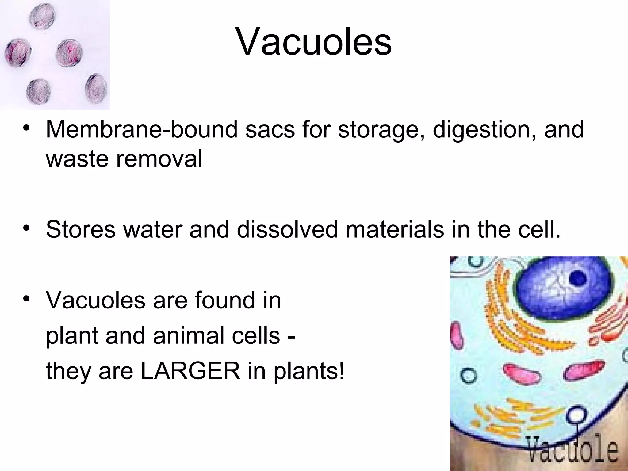 Vacuoles
• Membrane-bound sacs for storage, digestion, and
waste removal
• Stores water and dissolved materials in the cell.
• Vacuoles are found in
plant and animal cells they are LARGER in plants!

 