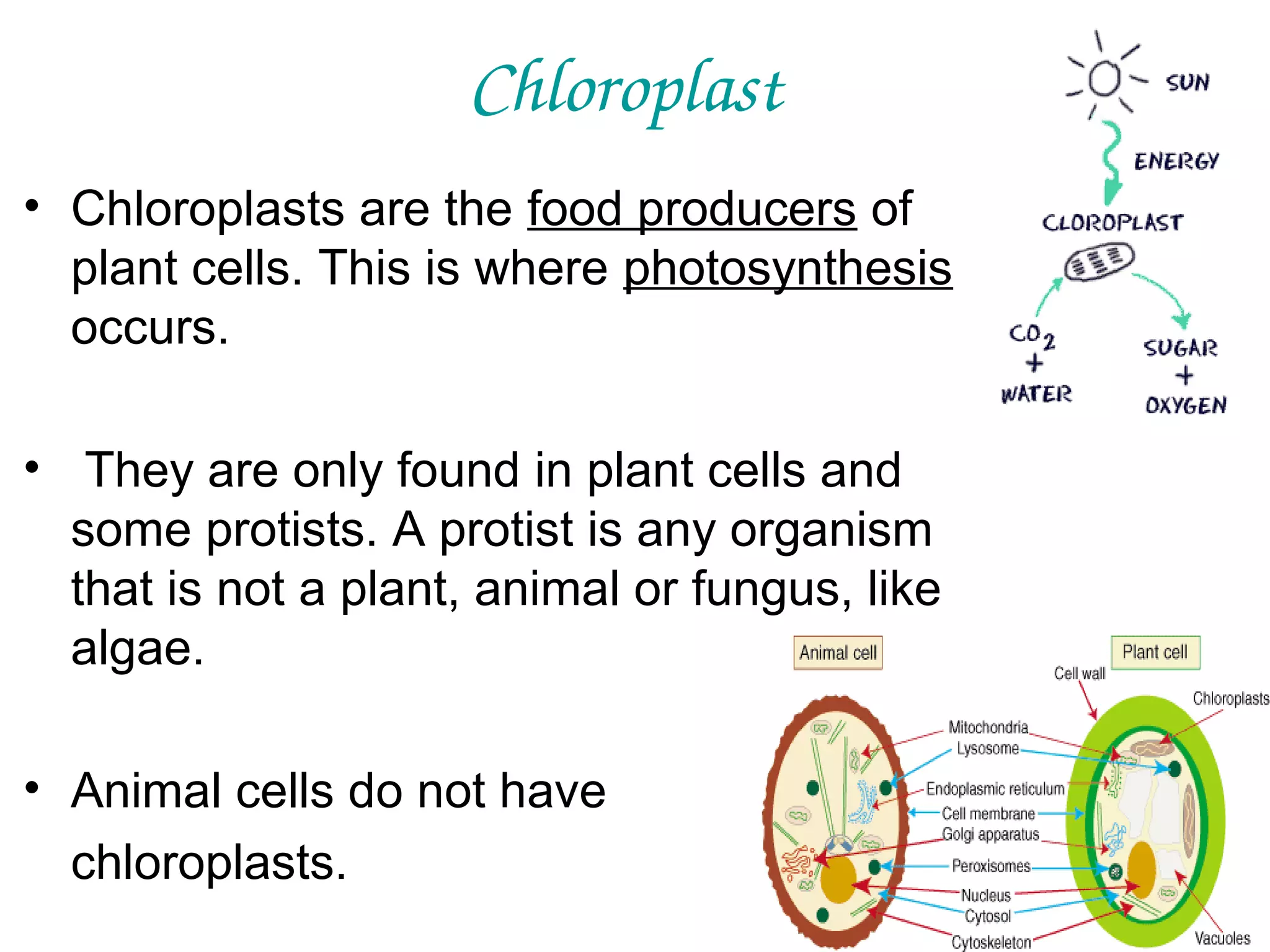Chloroplast
• Chloroplasts are the food producers of
plant cells. This is where photosynthesis
occurs.
• They are only found in plant cells and
some protists. A protist is any organism
that is not a plant, animal or fungus, like
algae.
• Animal cells do not have
chloroplasts.

 