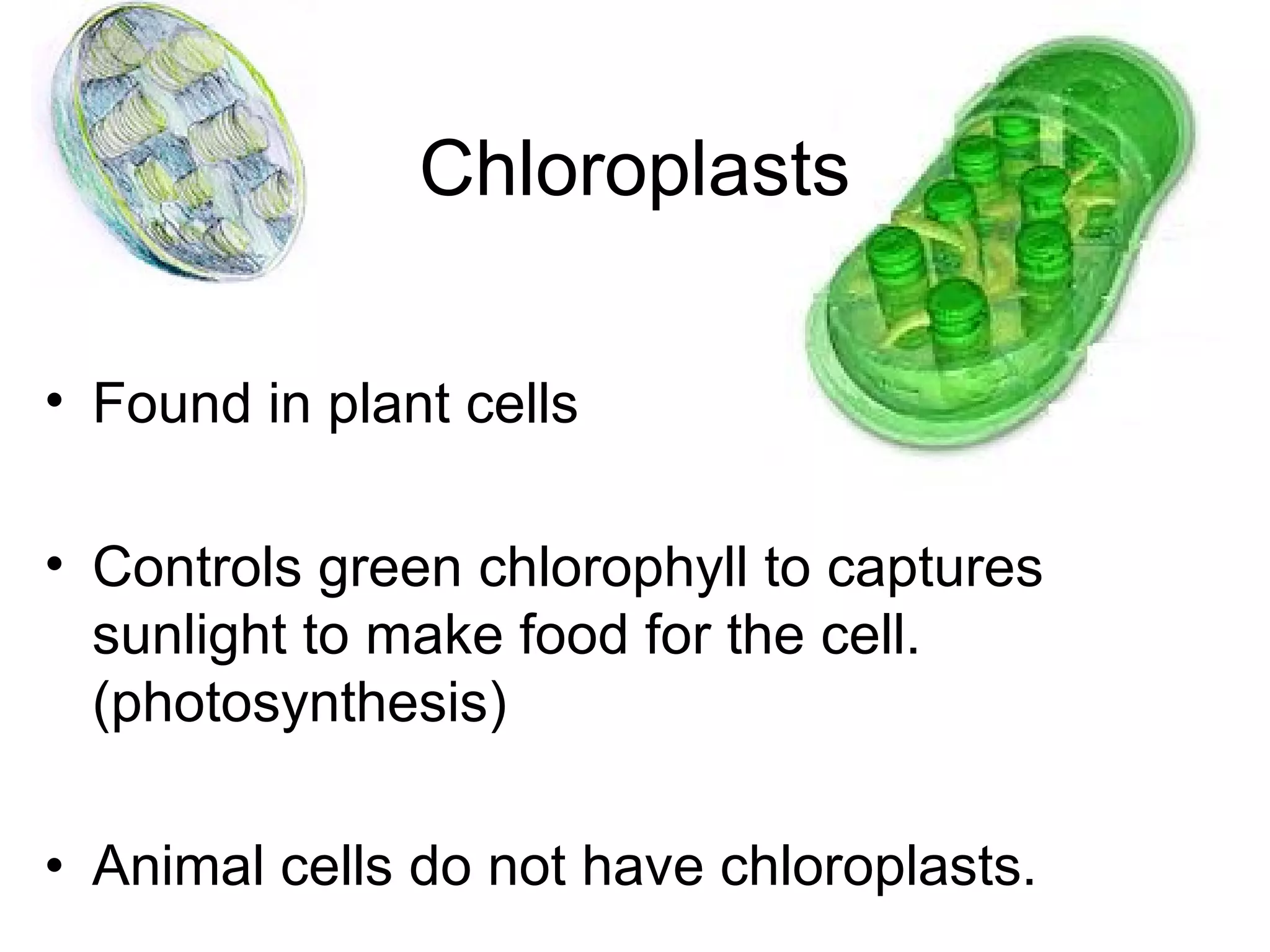 Chloroplasts
• Found in plant cells
• Controls green chlorophyll to captures
sunlight to make food for the cell.
(photosynthesis)
• Animal cells do not have chloroplasts.

 